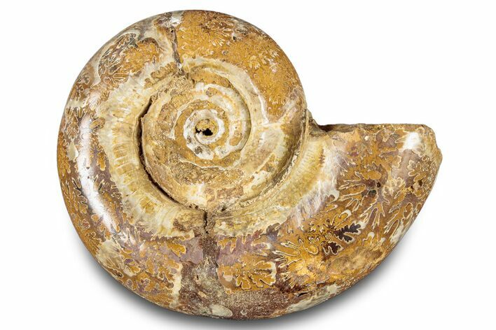 Jurassic Ammonite (Hemilytoceras) Fossil - Madagascar #283363